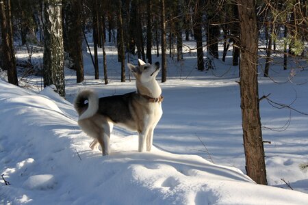Winter snow hunting