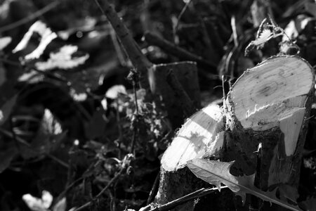 Nature black and white