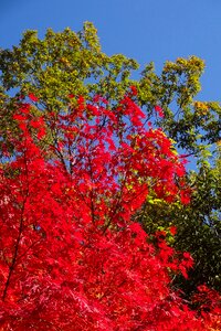 Red green deciduous trees photo