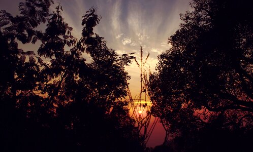 Nature sky forest photo