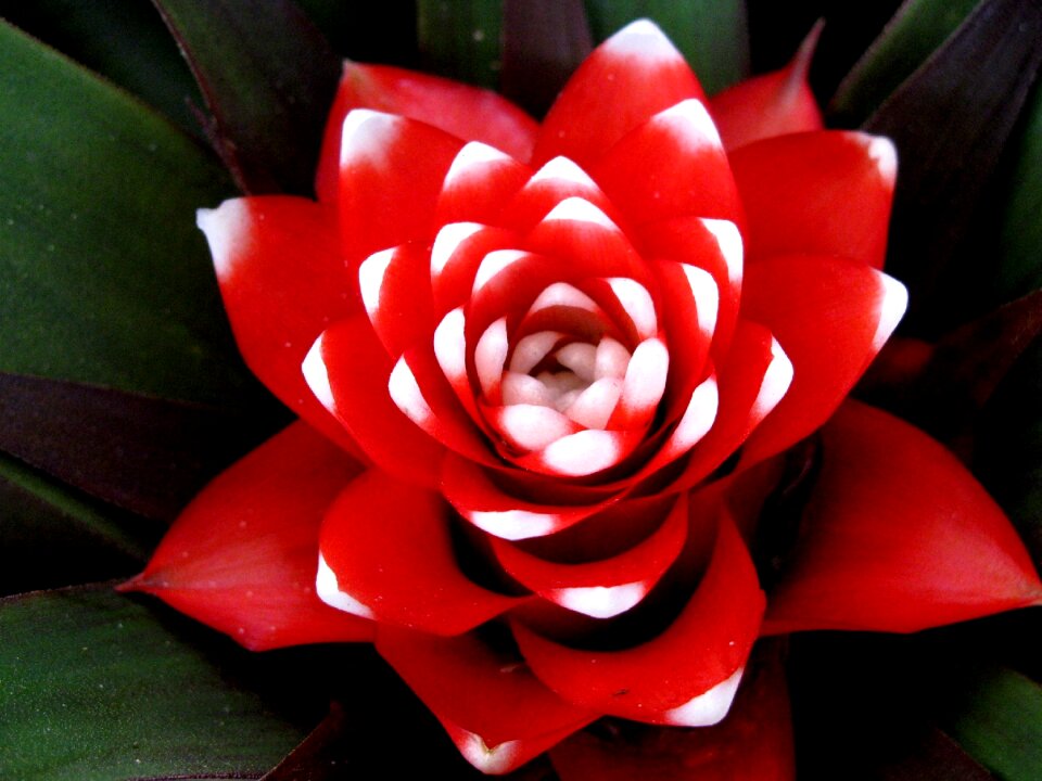 Blossom bloom tropical plant