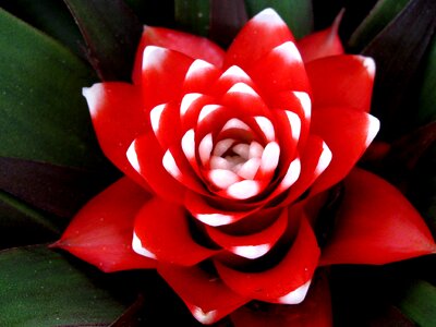 Blossom bloom tropical plant