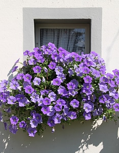 Garden petunia purple flowers photo