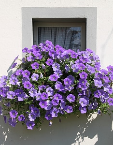 Garden petunia purple flowers
