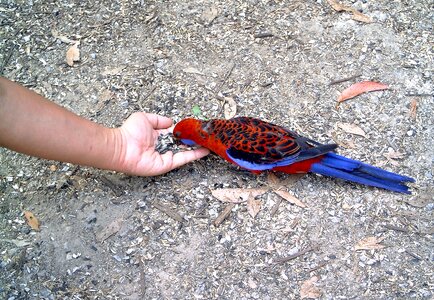 Parakeet red blue