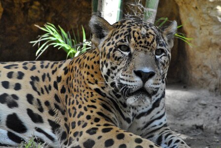 Jaguar zoo animal photo