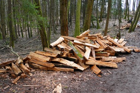 Stack forest wood in the forest photo