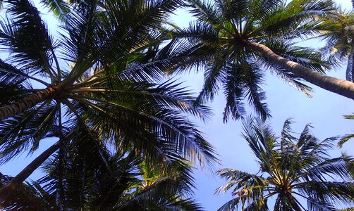 Palm coconut tropical photo