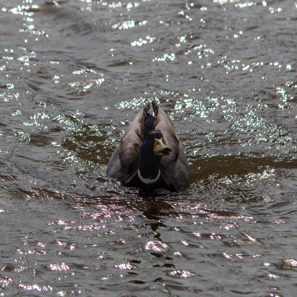 Duck teal bird