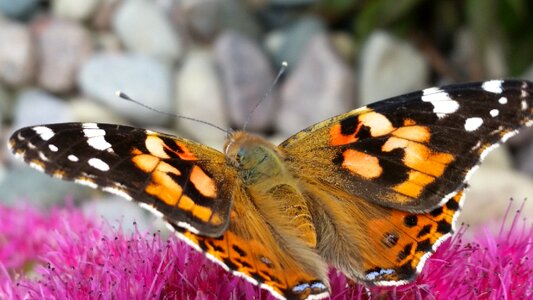 Lepidoptera wing moth photo