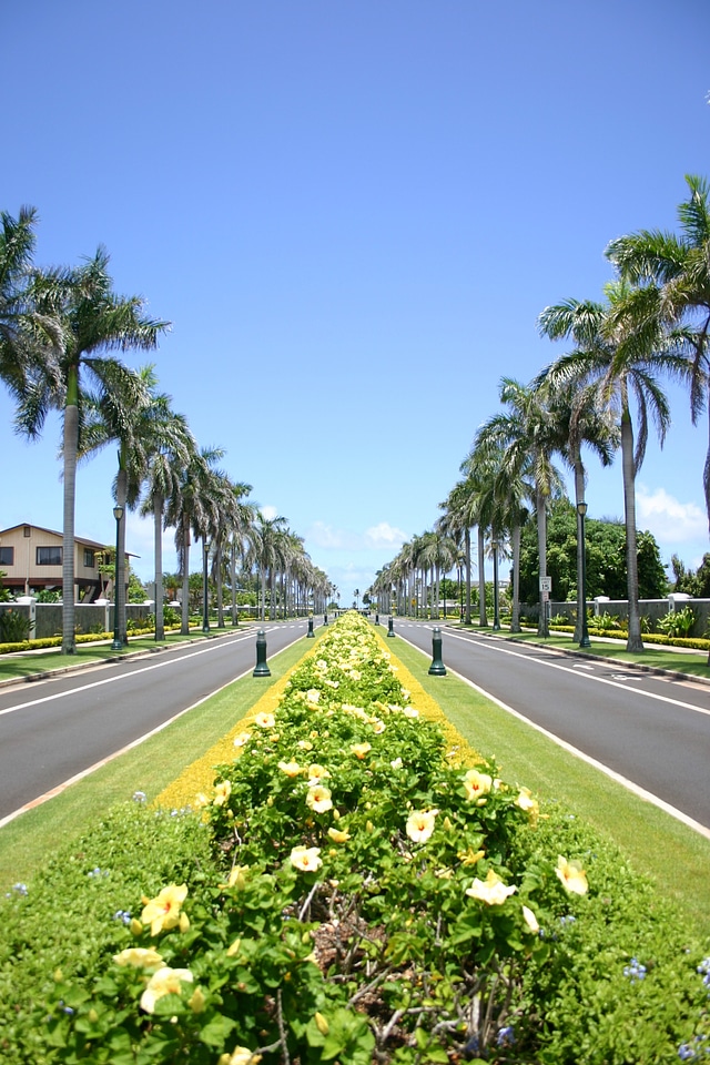 Palm avenue road spring
