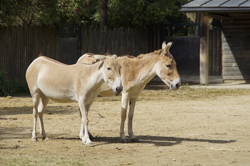 Horses donkey couple