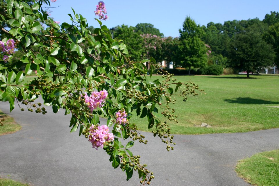 Bloom summer garden