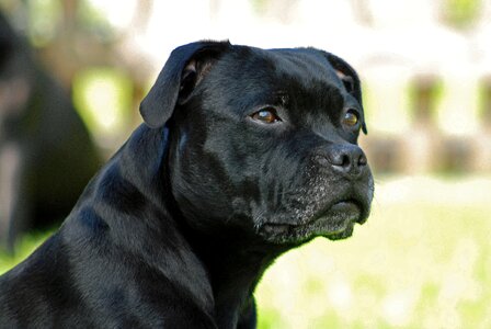 Dog staffordshire-bull-terrier model sit