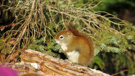 Nature forest cute