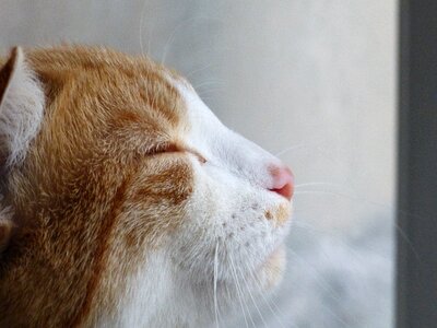 Cat zen profile