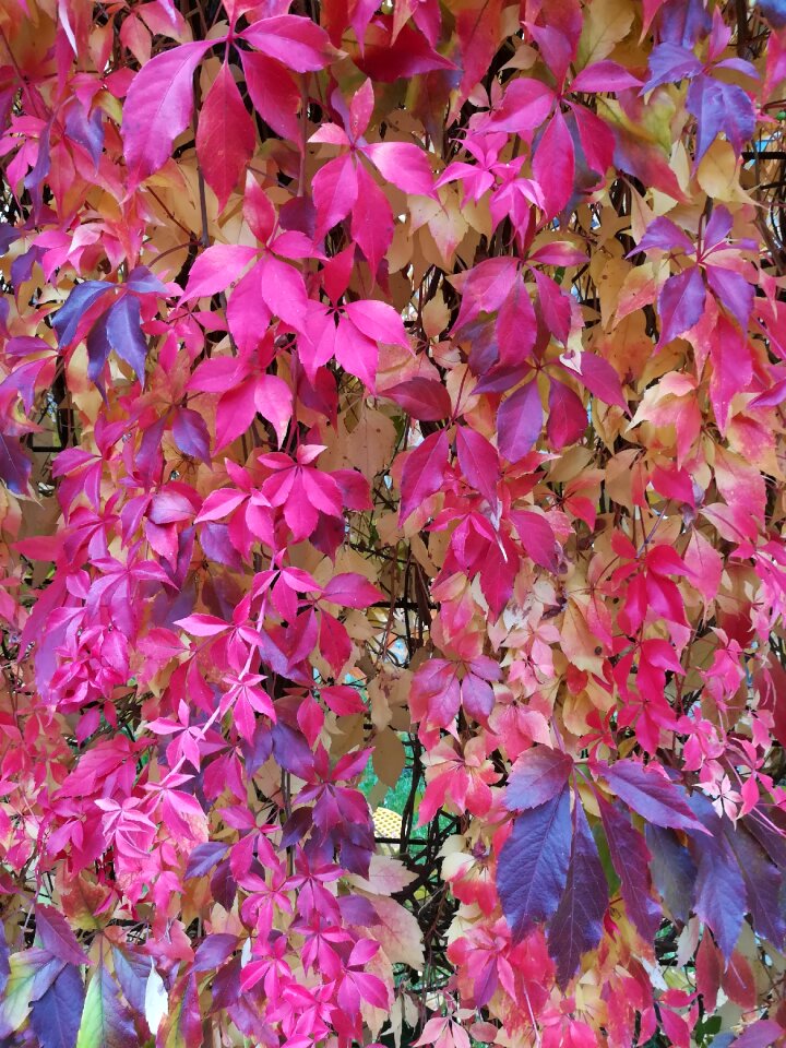 Purple leaves nature