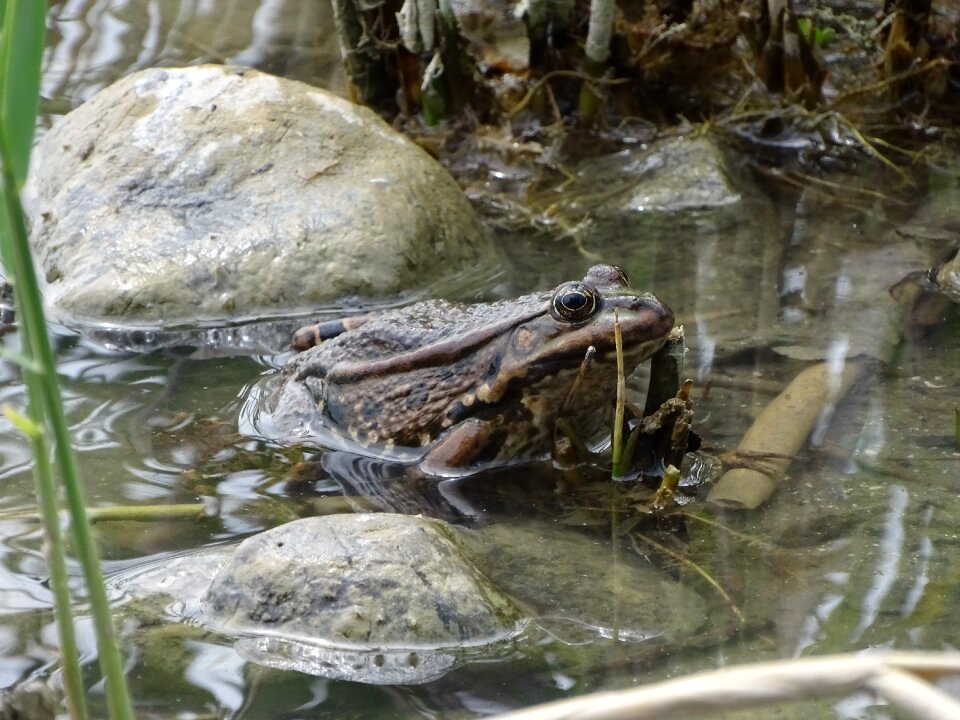 Frog amphibian male