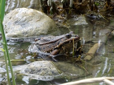 Frog amphibian male photo