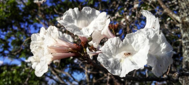 White cerrado flower