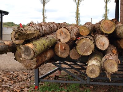 Wood timber