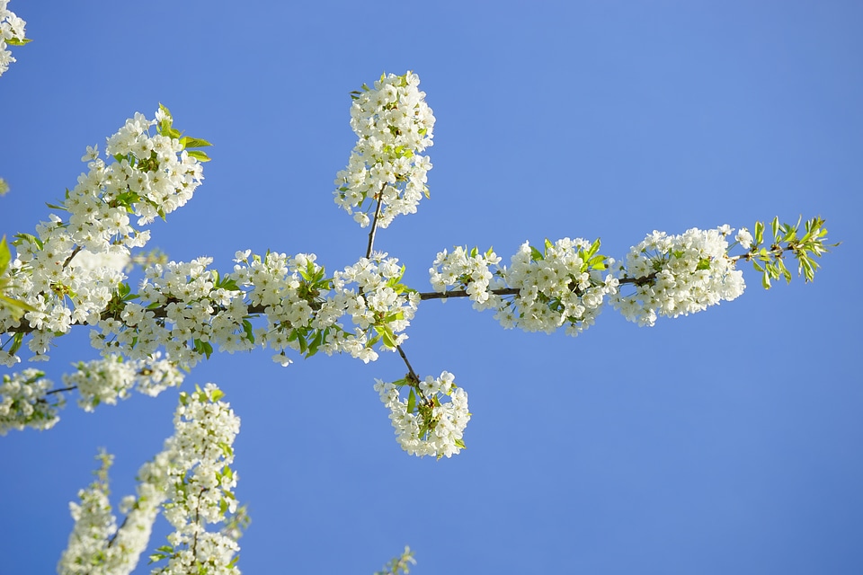 Cherry tree white branch