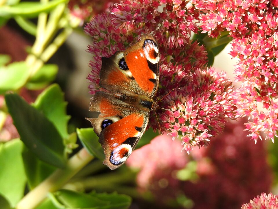 Butterfly insect nature insect