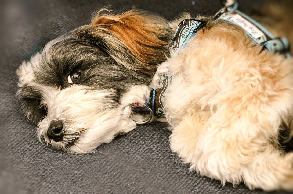 Small dog concerns animal