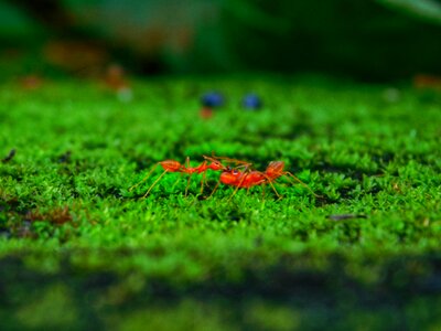 Green nature