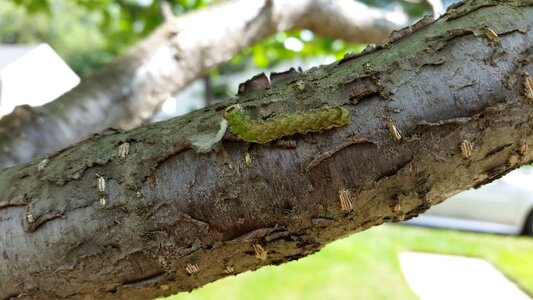 Bark outdoors environment