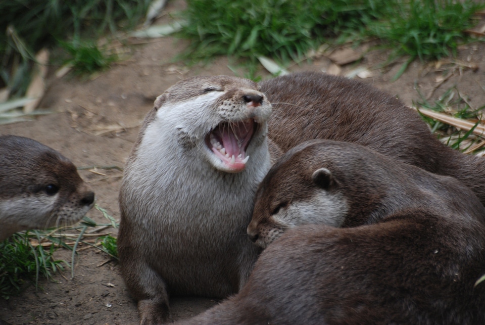 Cute fur playful