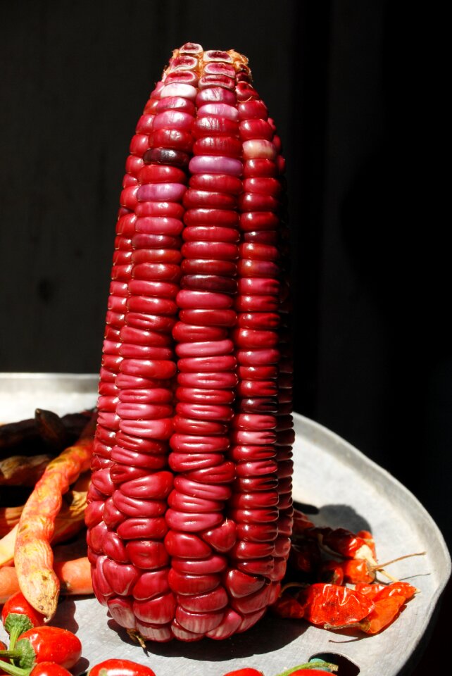 Corn cob agriculture