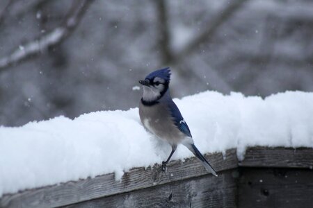 Cold winter bird photo