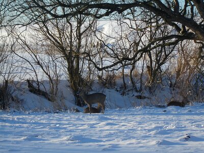 Winter roe deer mood