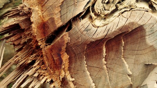 Wood timber lumber photo