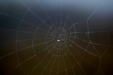 Place dew drops
