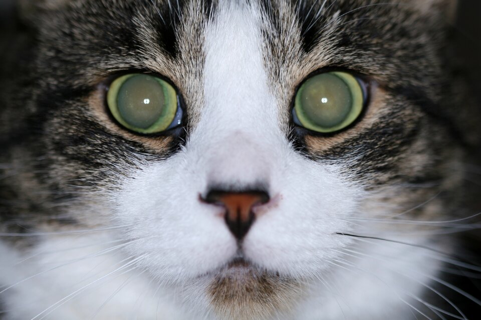 Face animal domestic