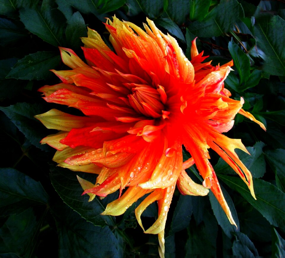 Blossom bloom dahlia