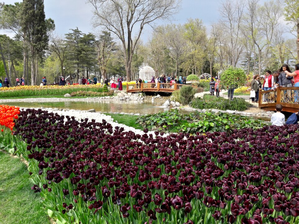 Tulips festival istanbul