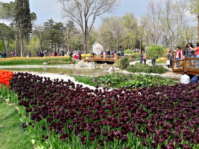 Tulips festival istanbul photo