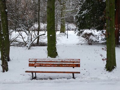 Park tree biel