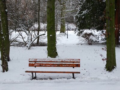 Park tree biel photo