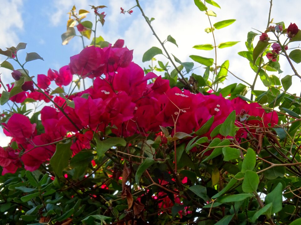 Bouganvillas red flowers autumn
