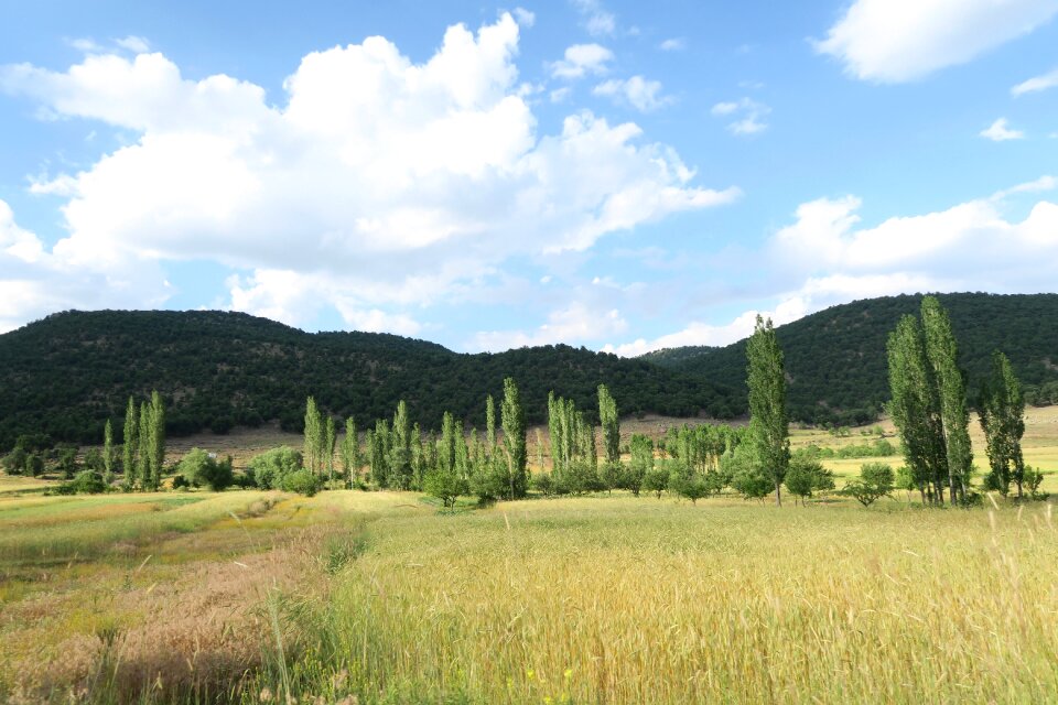 Forest landscape landscape nature