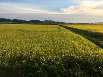 Ch farming rice photo