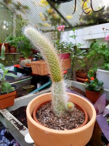 Cactus greenhouse plant