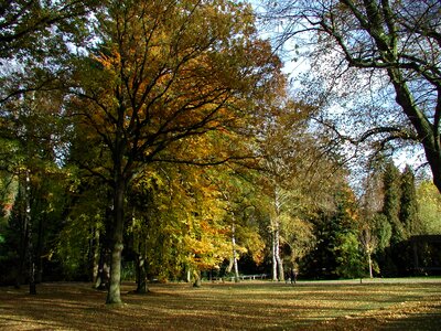 Golden autumn leaves fall foliage