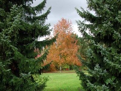 Golden autumn leaves fall foliage