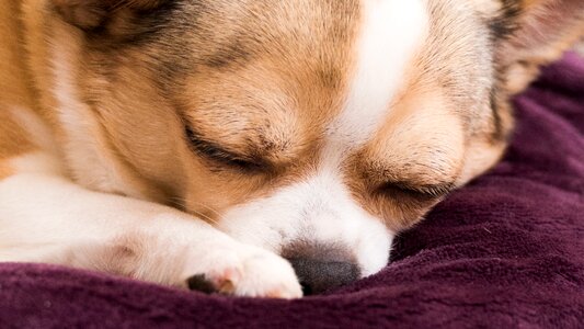Dream sleeps animal