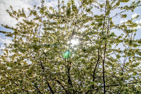 Tree growth cherry